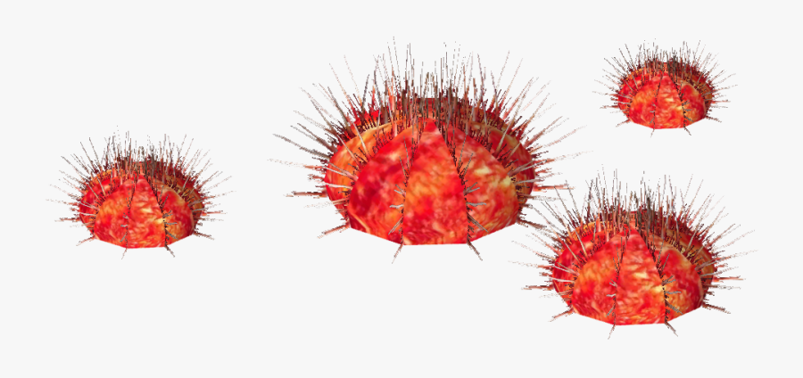Sea Urchin Whalebite - Transparent Urchin, Transparent Clipart