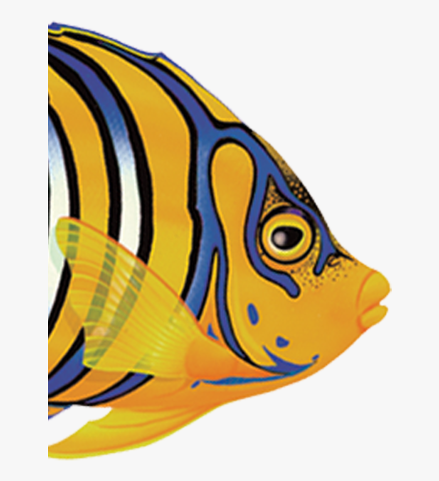 Regal Angel Fish, Transparent Clipart
