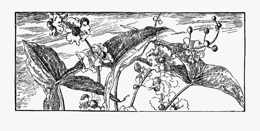 Ecosystem Black And White Png, Transparent Clipart