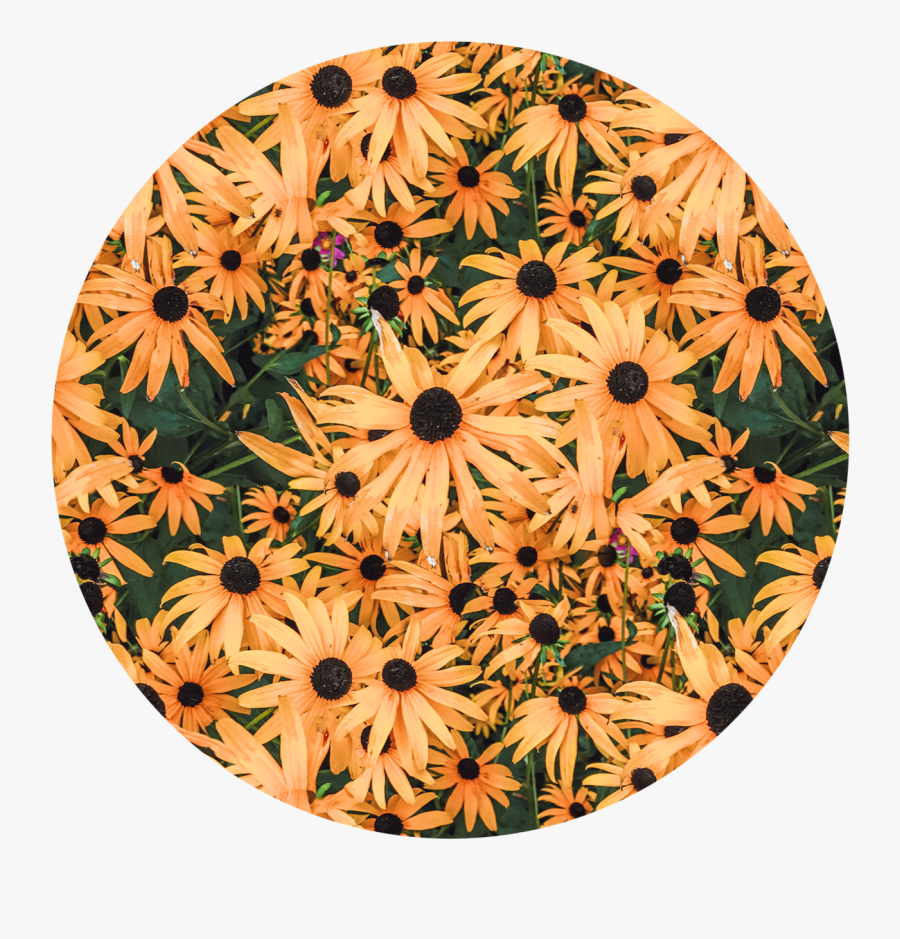 African Daisy, Transparent Clipart