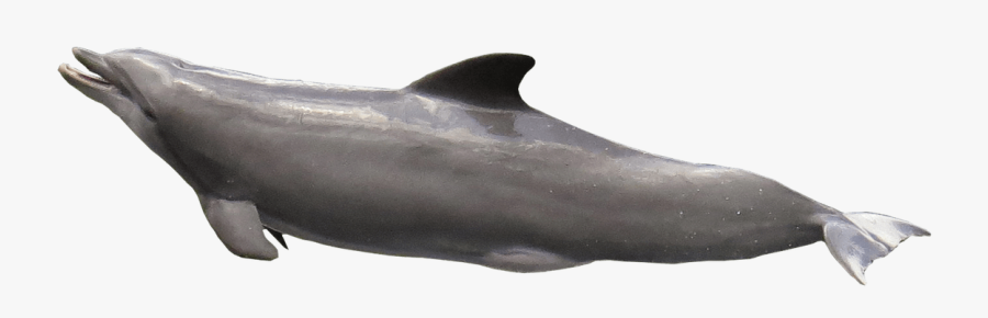 Dolphin Mouth Open Clip Arts - Dolphin Transparent Fish Png, Transparent Clipart