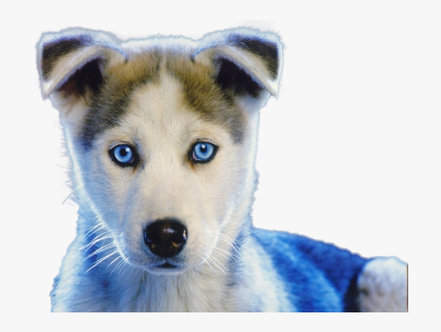 Husky Puppy, Transparent Clipart