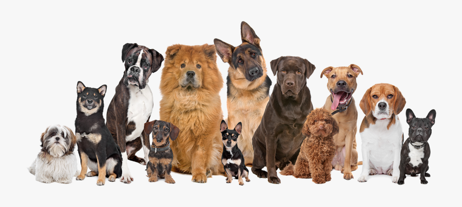 Clip Art Images For Dogs - Many Dogs And Cats, Transparent Clipart