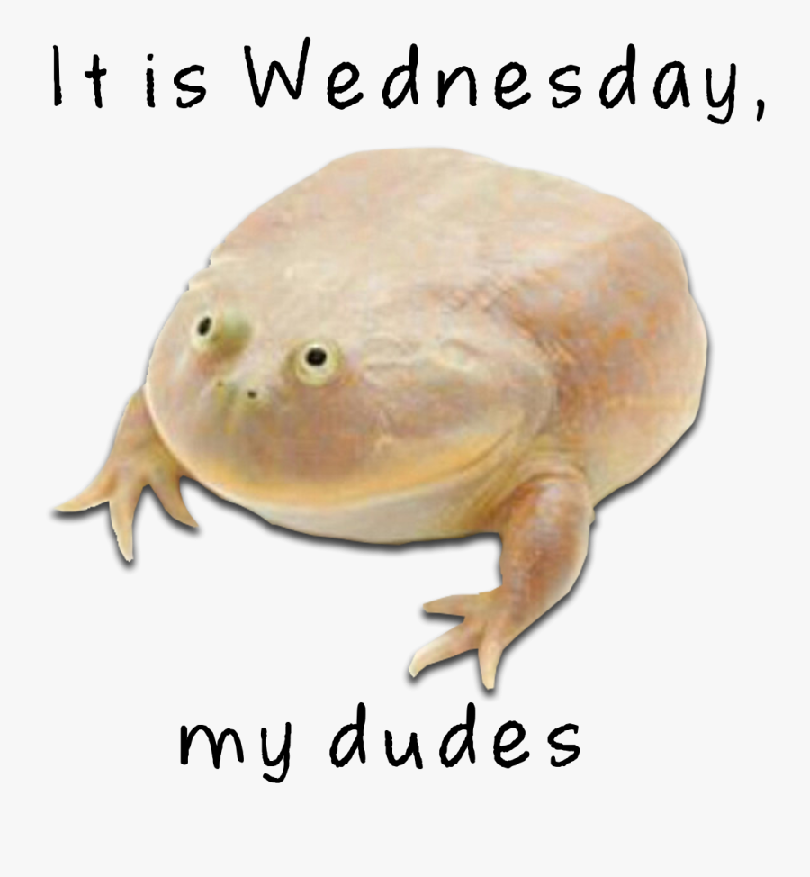 Wednesday Frog Png - Wednesday My Dudes Png, Transparent Clipart