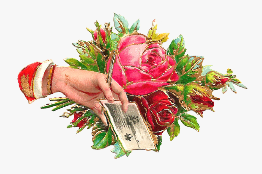 Garden Roses, Transparent Clipart