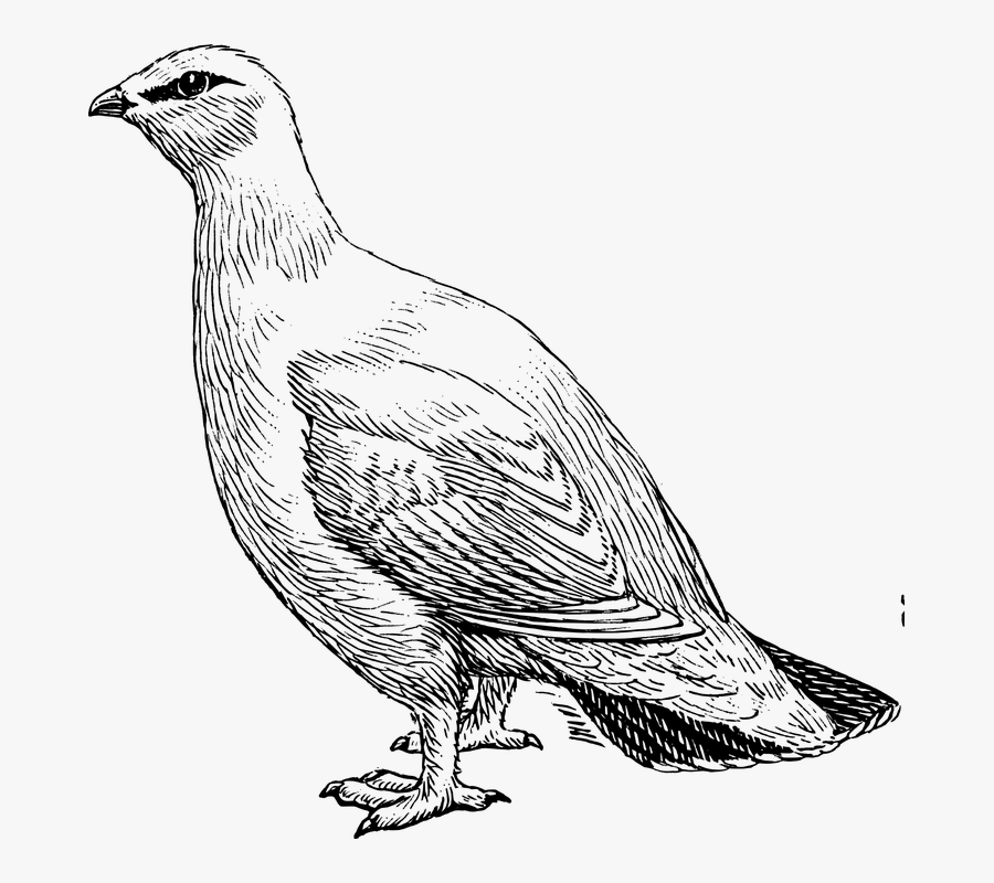 Pigeon Clipart Images - Ptarmigan Clipart, Transparent Clipart