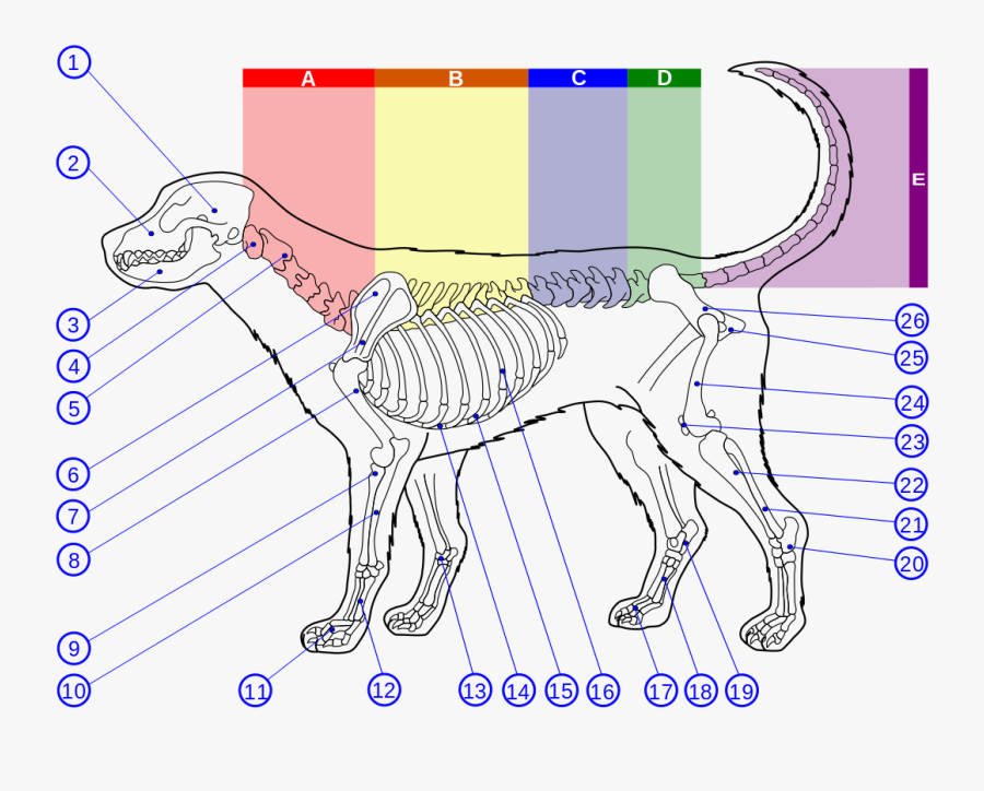 Skeleton Of A Dog Diagram Dog Lumbar Vertebrae Numbers , Free