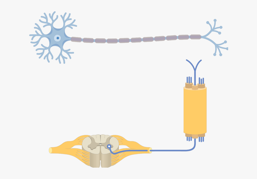 Am Image Showing The Basic Structure Of The Multipolar - Multipolar Neuron, Transparent Clipart