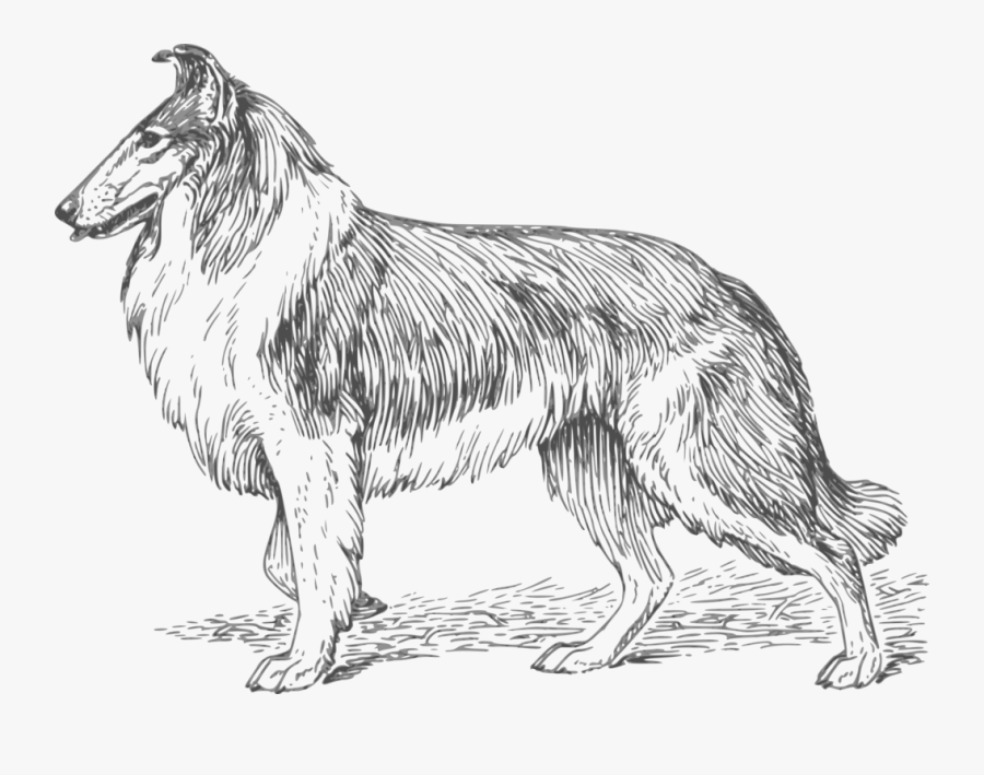 Bloodhound Drawing Outline - Perros Para Dibujar Dificiles, Transparent Clipart