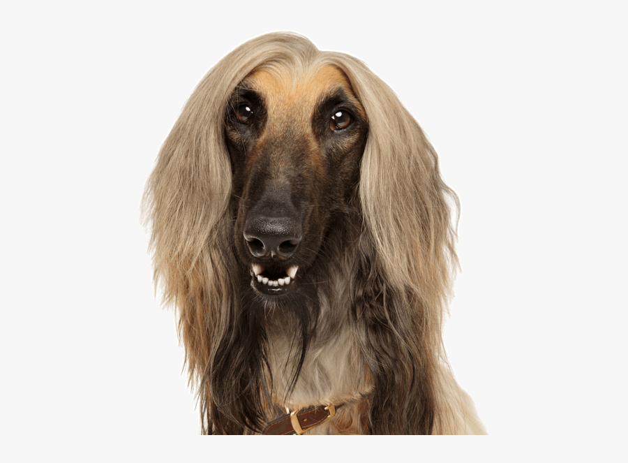 Clip Art Afghan Shepherd - Afghan Hound, Transparent Clipart