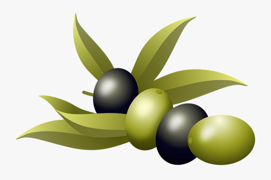 Olives, Oil, Fruits, Olive Tree, Branch, Nature, Plants - Olivenbaum Clipart, Transparent Clipart