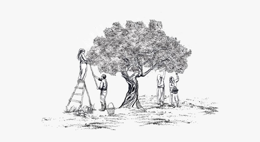 Sketch, Transparent Clipart