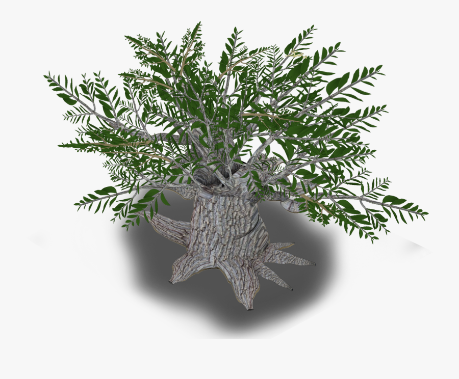 Christmas Tree, Transparent Clipart