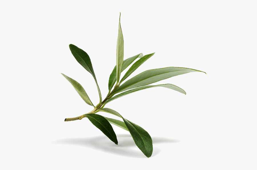 Olive Leaf Olive Branch Stock Photography - Olive Leaf Png, Transparent Clipart