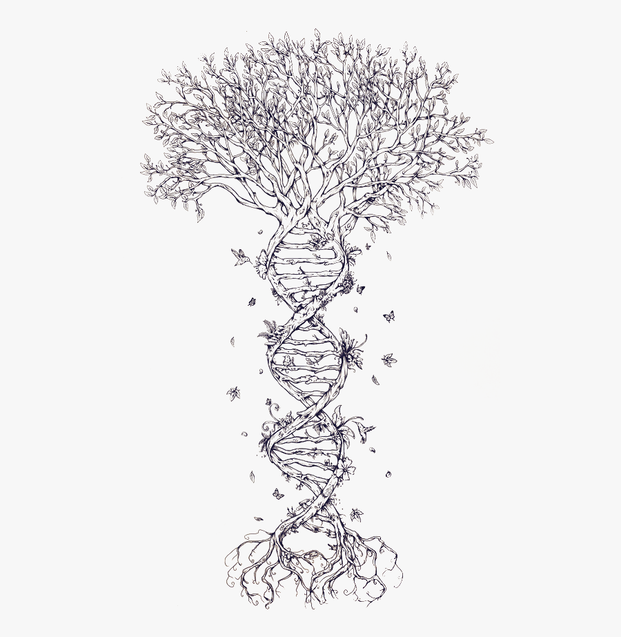 Family Tree Dna Tattoo Family Tree Dna Nucleic Acid - Dna Tree Drawing, Transparent Clipart