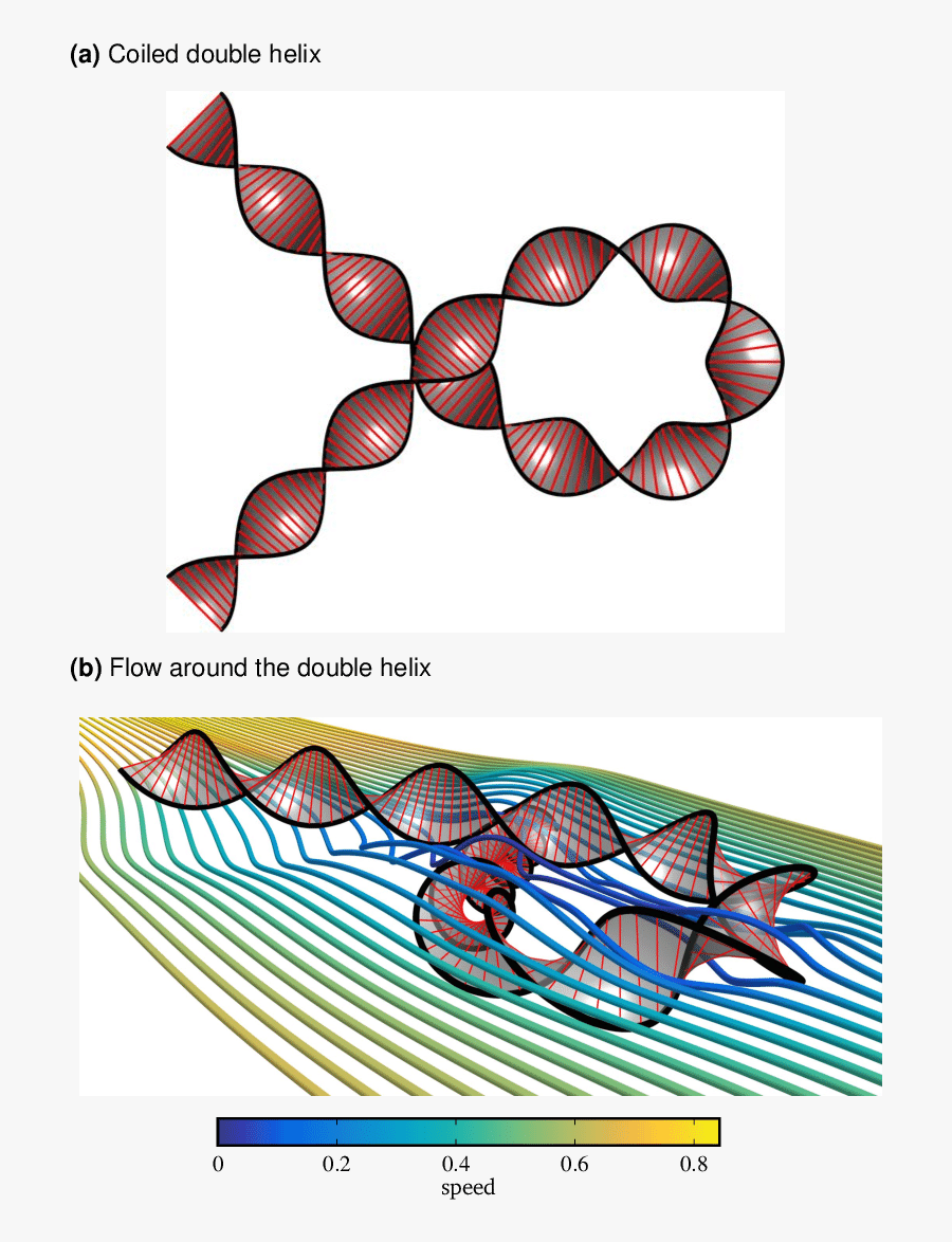 Plan View Of A Double Helix With Straight Ends, Coiled, Transparent Clipart