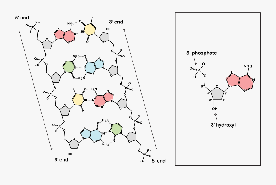 Double Helix Clip Art, Transparent Clipart