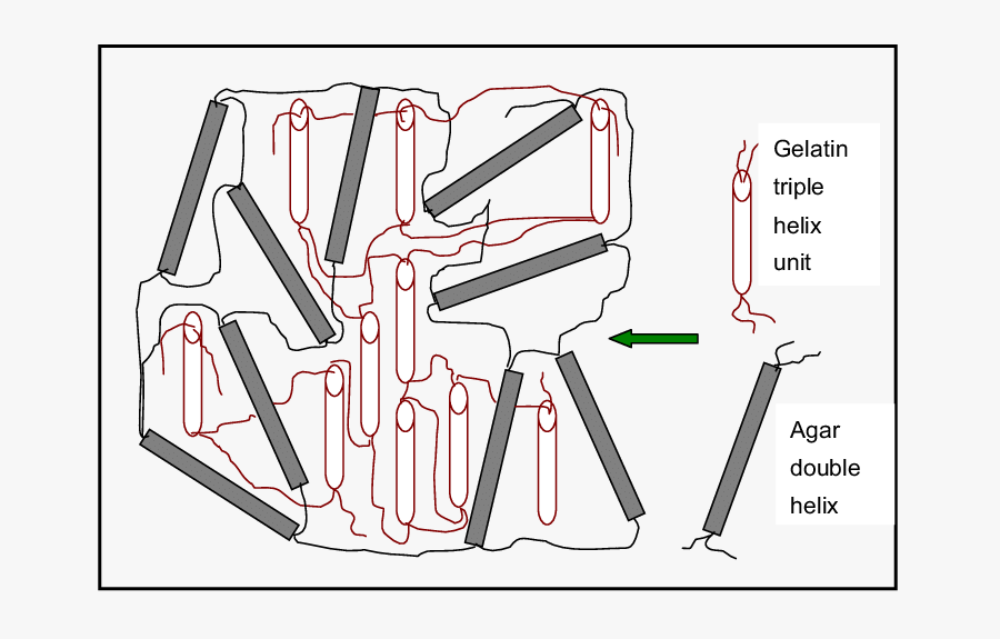 Schematics Of The Formation Of Agar Gelatin Cohydrogels - Art, Transparent Clipart