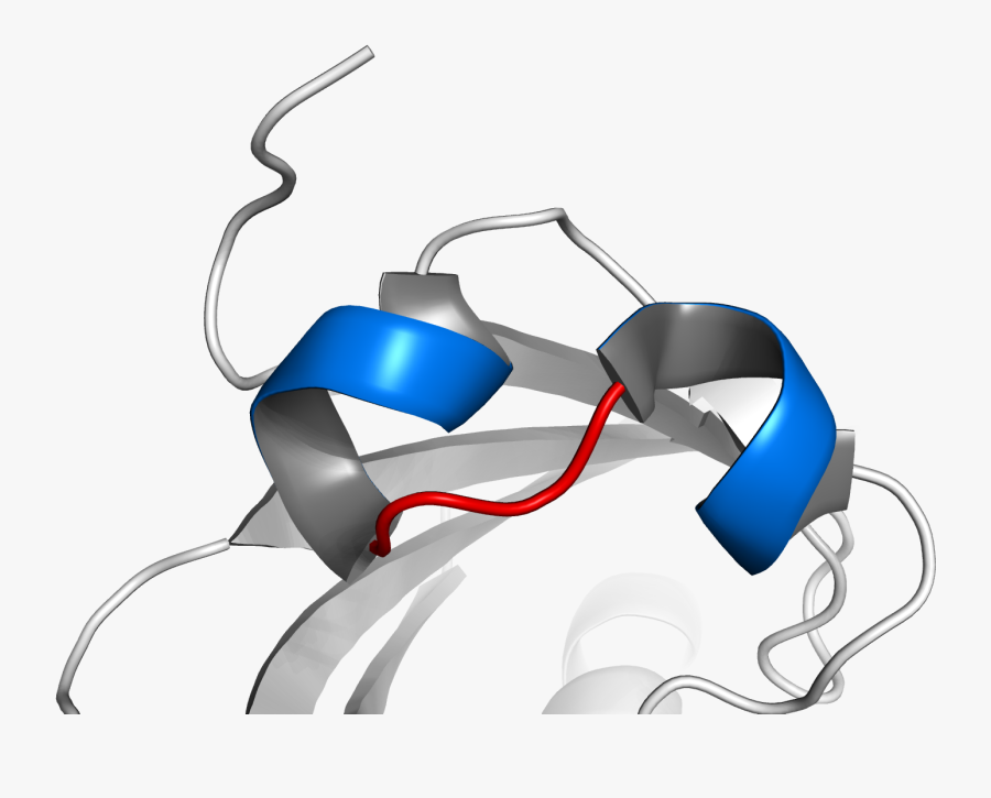 Basic Helix Loop Helix - Helice Bucle Helice, Transparent Clipart