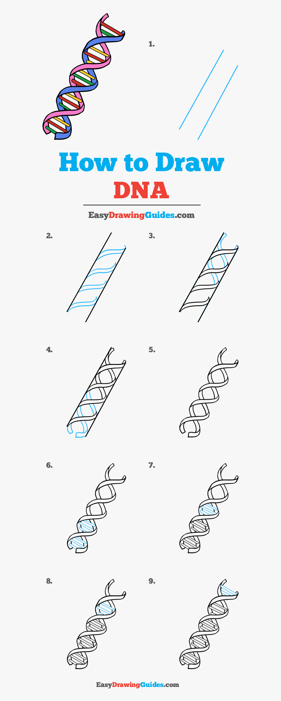 How To Draw Dna - Dna Drawing Step By Step, Transparent Clipart