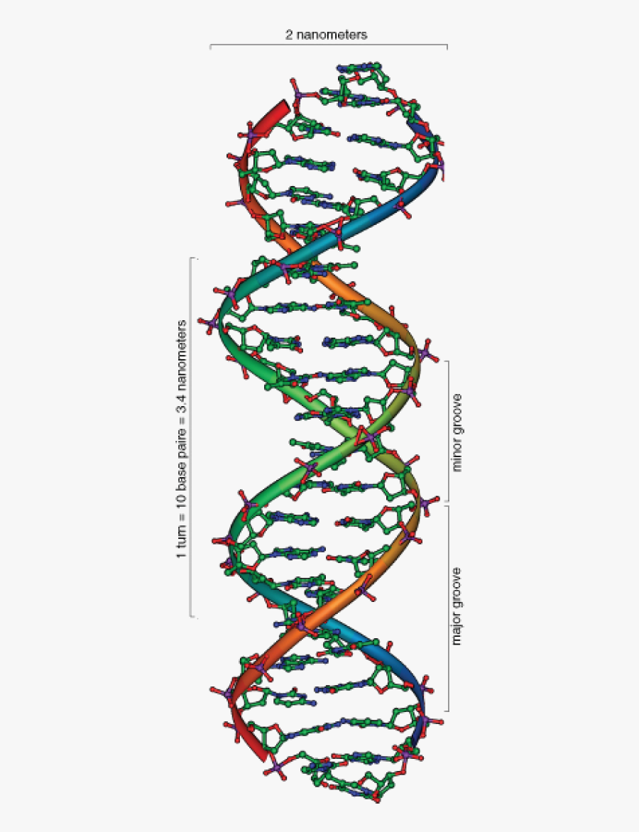Transparent Double Helix Png - Deoxyribose Sugar Double Helix, Transparent Clipart