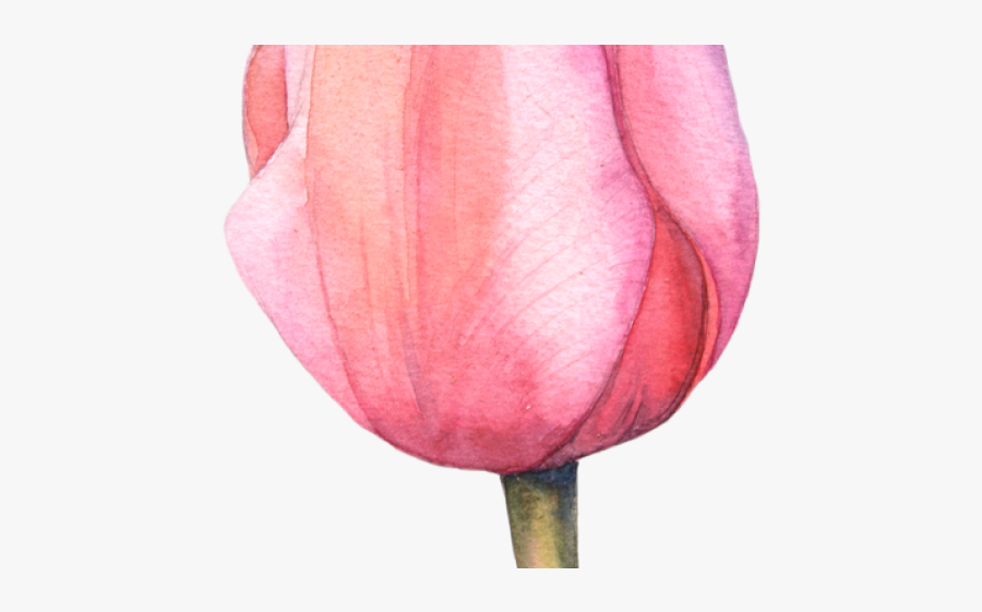 Tulips Red And Pink Watercolor, Transparent Clipart