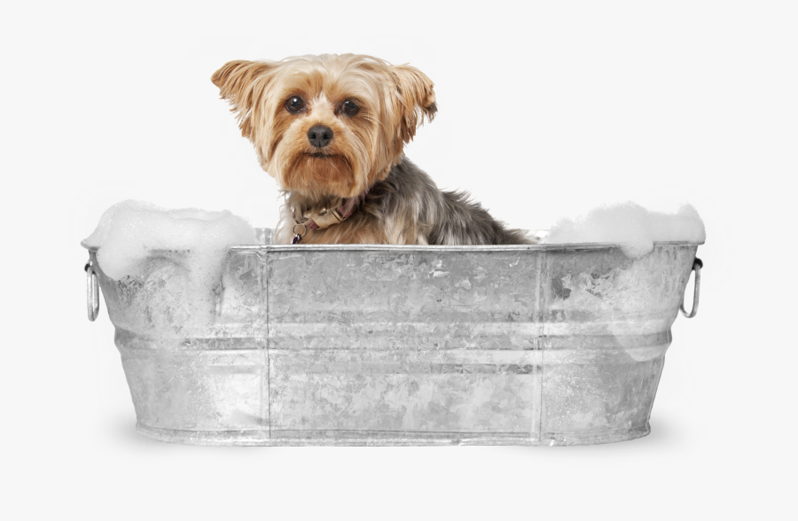 Dog In Bath Png, Transparent Clipart