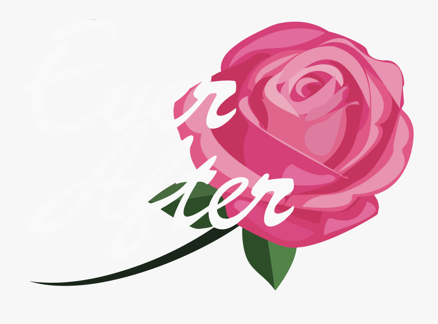 Hybrid Tea Rose, Transparent Clipart