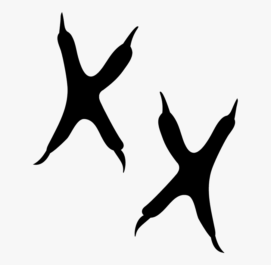 Owl Track, Transparent Clipart