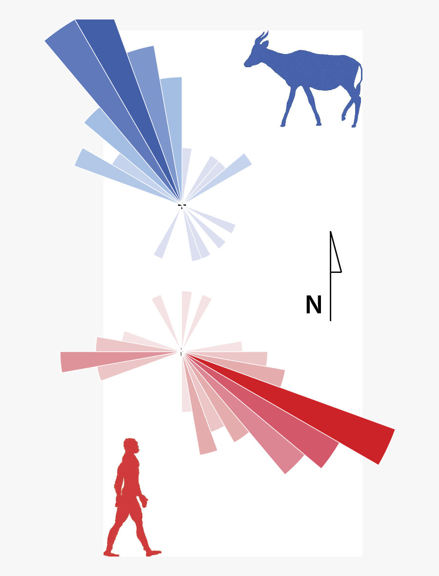 Directional Movement Patterns From Tracks Excavated - Graphic Design, Transparent Clipart
