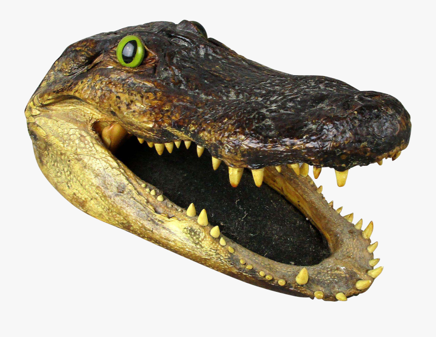 Alligator Head Png - Transparent Background Alligator Head Png, Transparent Clipart