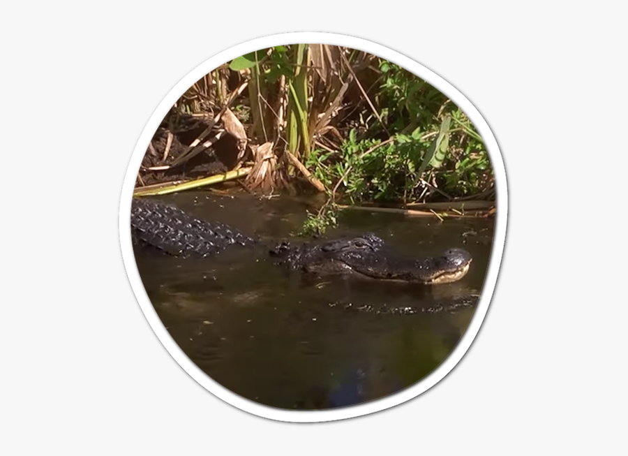 American Alligator , Transparent Cartoons - American Alligator, Transparent Clipart