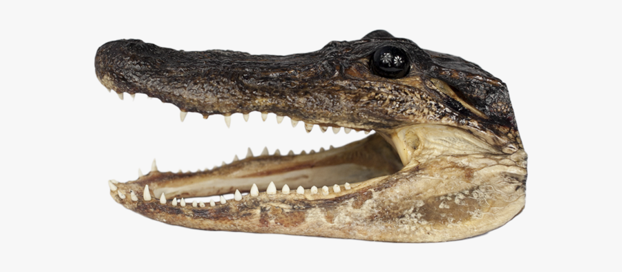 Alligator Head Png, Transparent Clipart