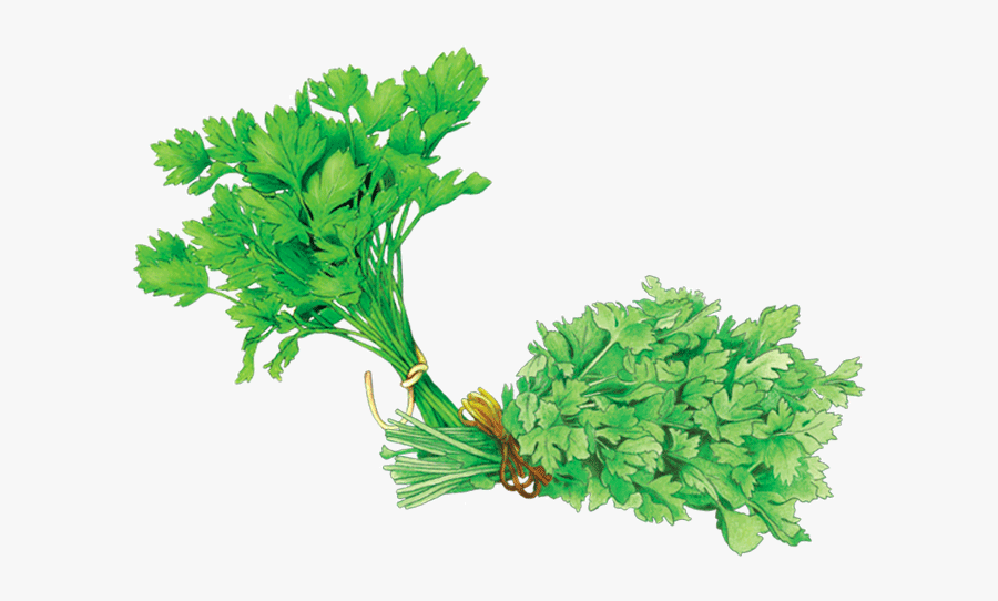 Parsley, Transparent Clipart
