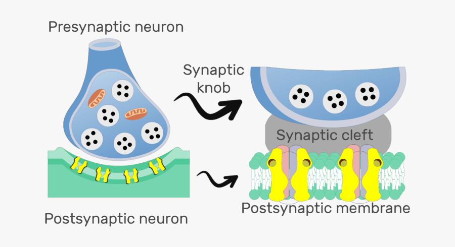 An Image Showing The Synaptic Cleft Of A Chemical Synapse, - Chemical Synapse, Transparent Clipart