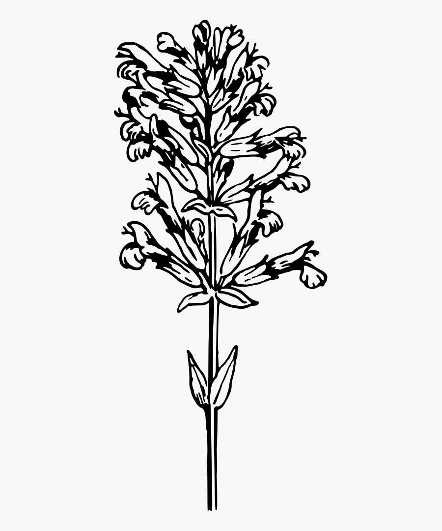 Sage - Sage Svg, Transparent Clipart