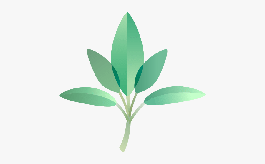 Sage - Illustration, Transparent Clipart