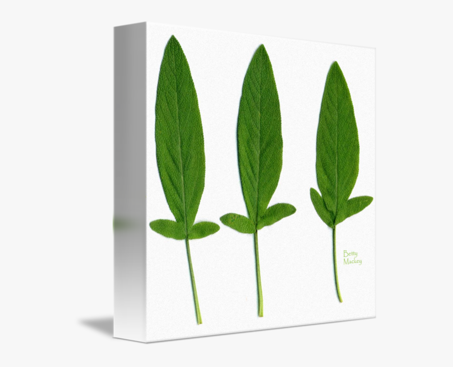 Clip Art Picture Of Sage Plant - Herbal, Transparent Clipart