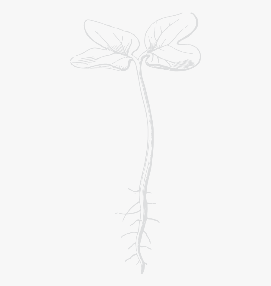 Seedling Clipart, Transparent Clipart