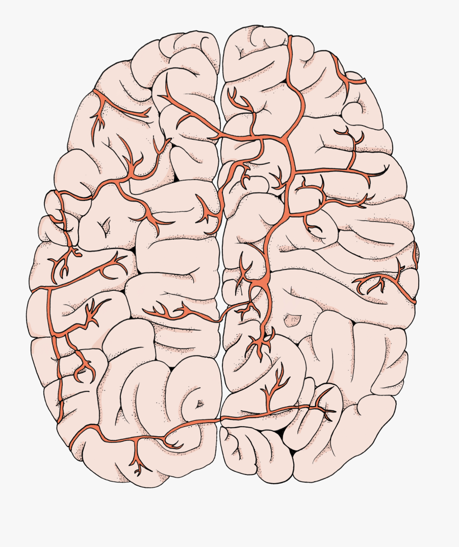 Blood Brain Barrier Png, Transparent Clipart