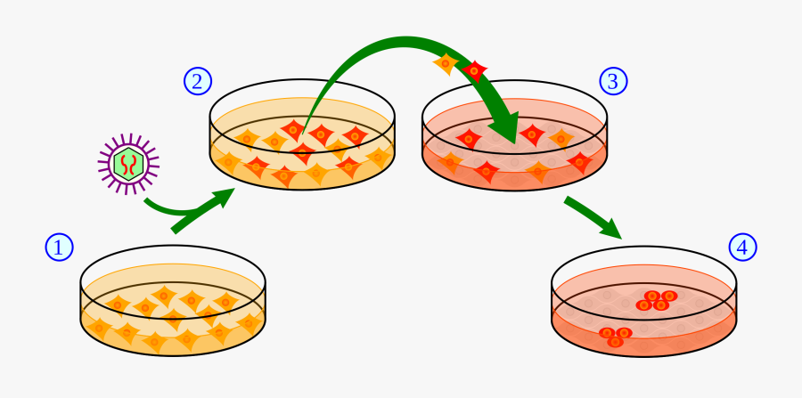 Production Of Ips Cells, Transparent Clipart