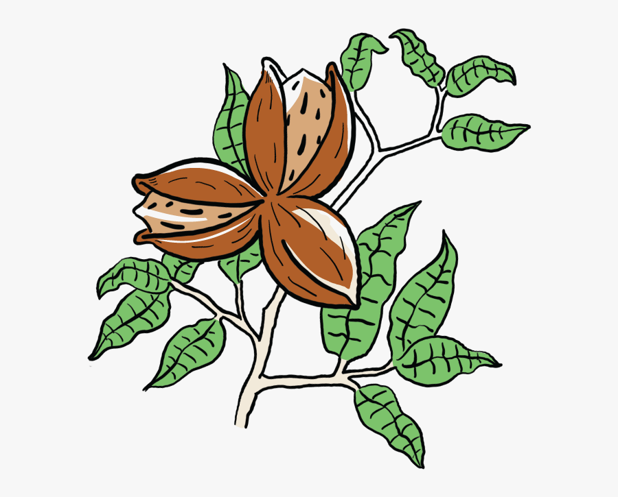 Rosa Glauca, Transparent Clipart