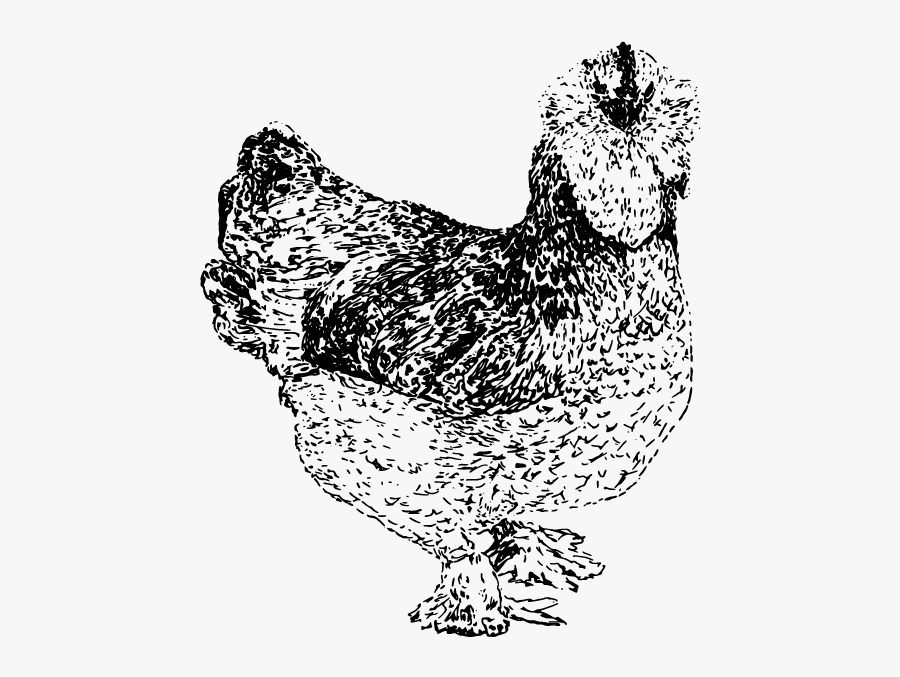 Clip Art Flock Stamps Salmon Authentic - Salmon Faverolles Drawing, Transparent Clipart