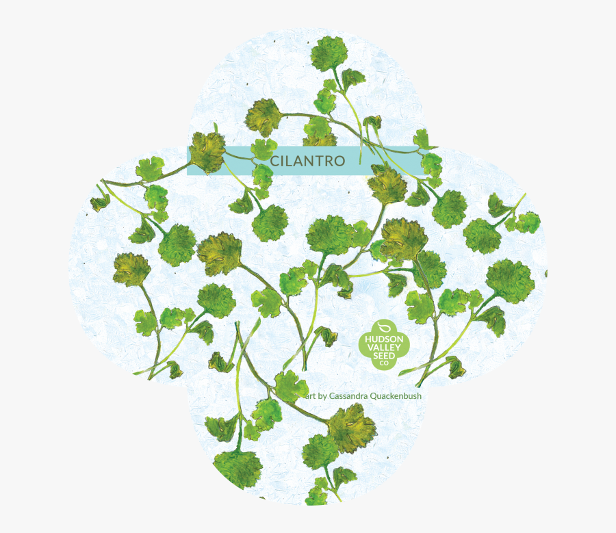 Organic Cilantro Seeds Upstate Stock - Floral Design, Transparent Clipart