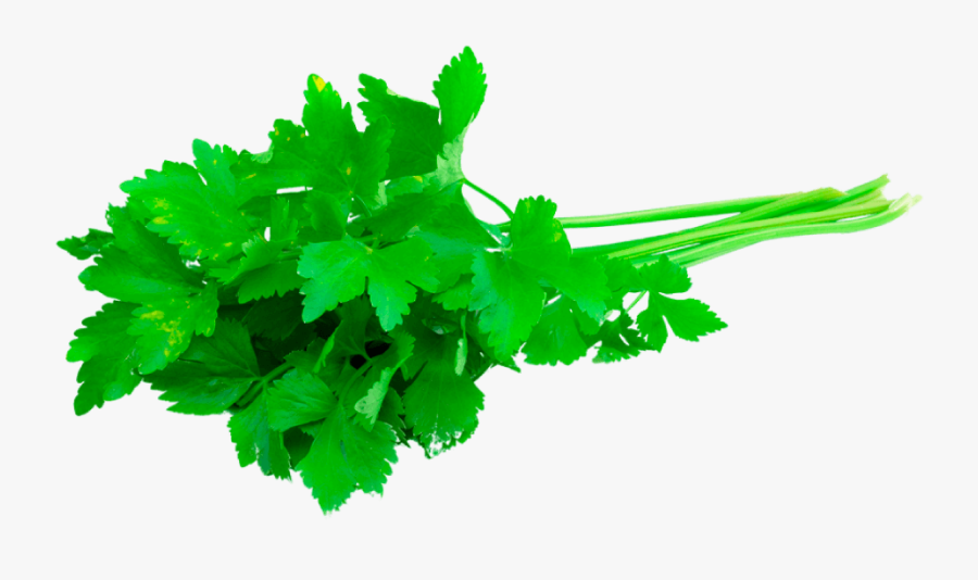 Transparent Cilantro Clipart 3 Sprigs Of Fresh Coriander , Free Transparent Clipart ClipartKey