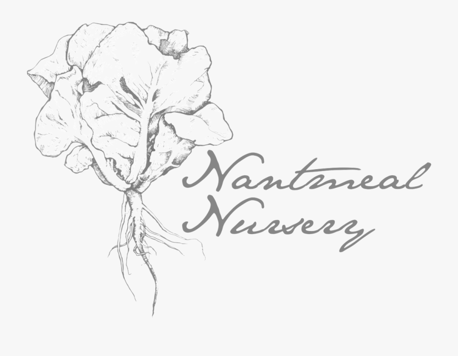 Cilantro Drawing Chervil And Nantmeal Nursery - Garden Roses, Transparent Clipart