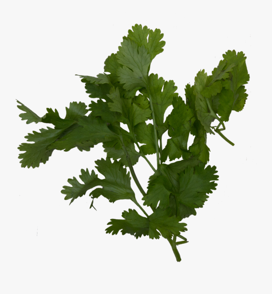 Images In Collection Page - Parsley, Transparent Clipart