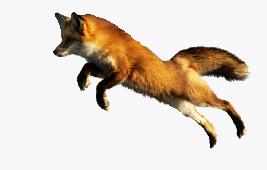 Red Fox Cat Raccoon Animal - Animals With No Background, Transparent Clipart