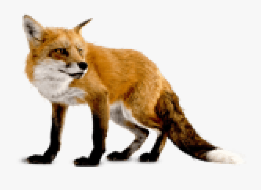 Fox Clipart Dhole - Fox Transparent Background, Transparent Clipart
