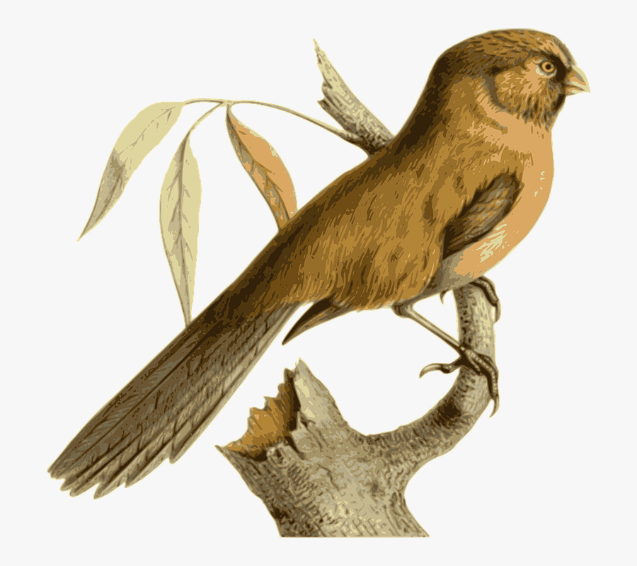Bird Feathers Animal Brown Sitting Twig Branch - Pássaro No Galho Png, Transparent Clipart
